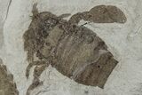 Three Eurypterus (Sea Scorpion) Fossils - New York #236955-4
